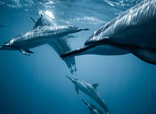 真人版吕布！近距离观看阿隆-戈登训练 外线三分手拿把攥